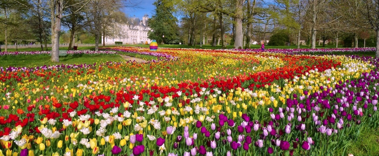 500,000 tulips in the gardens!